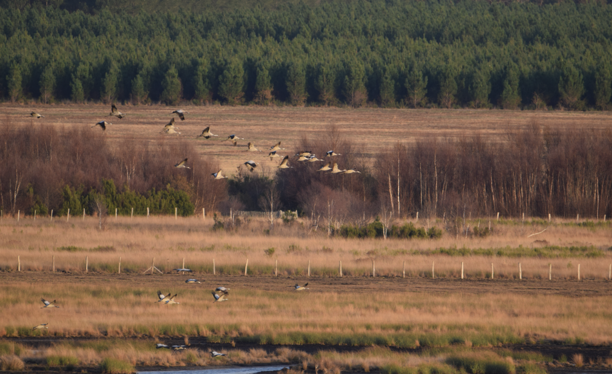 La Réserve de l'Étang de Cousseau