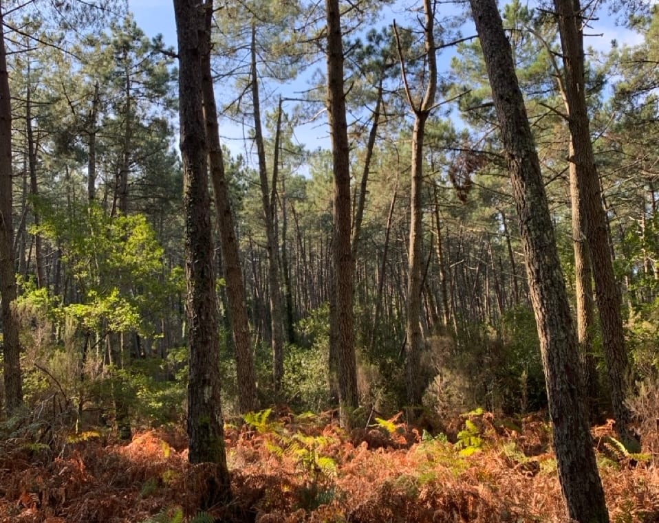 Quel avenir pour la forêt des Landes ? Un grand dossier Aqui