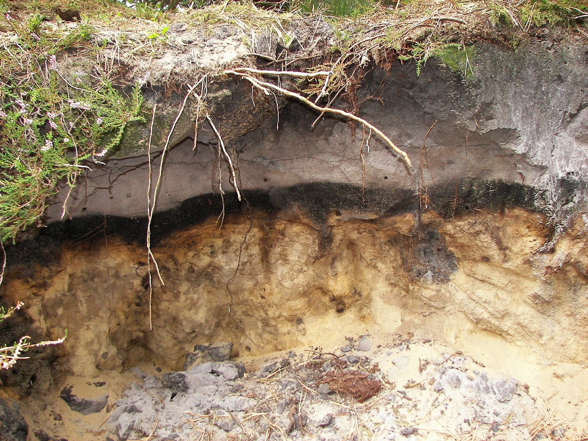 Alios des Landes : couche dure et imperméable (noire sur l'image)