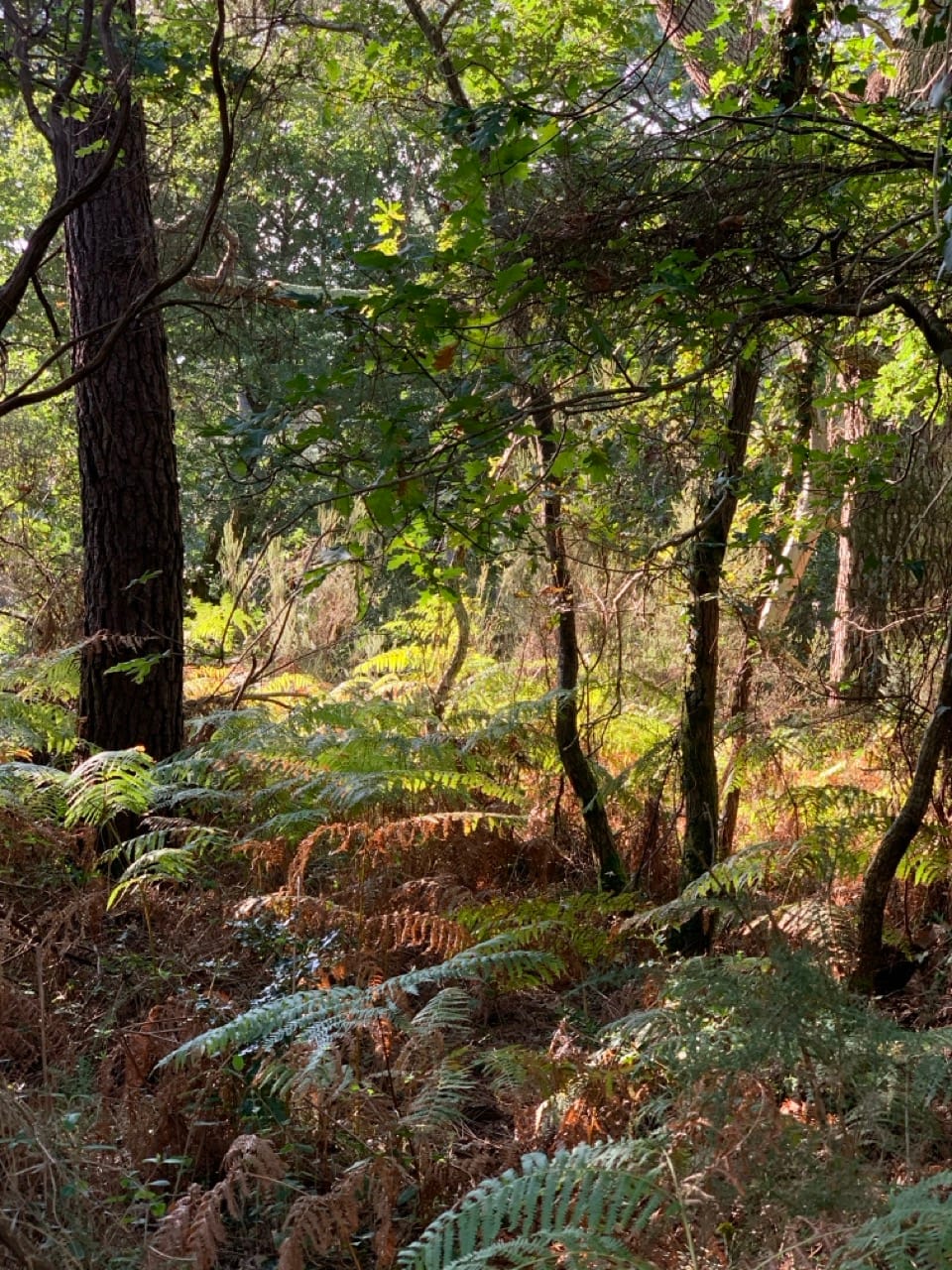 Incendies dans les Landes : Le problème n'est pas le pin, c'est la sécheresse !