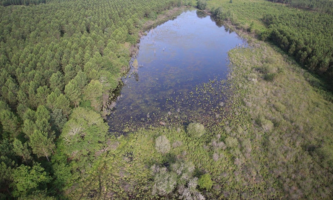 Lagune dans la Forêt des Landes