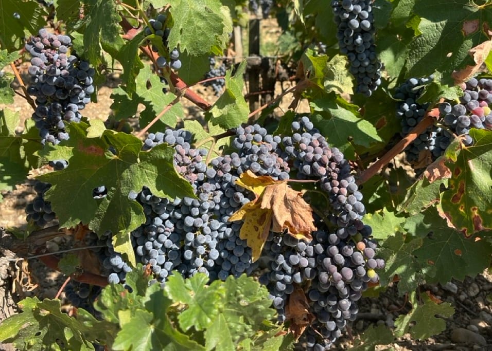 Vendanges 2026 : Bordeaux produit plus de vin avec moins de vignes