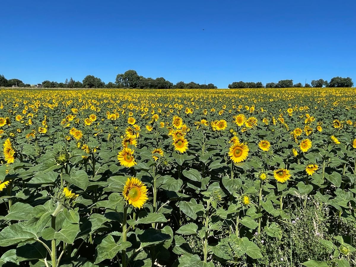 Champ de Tournesol @Aqui.Media