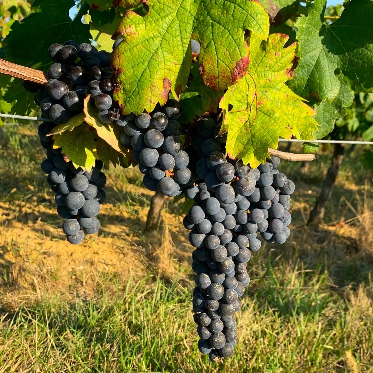 Blanquefort : la vigne du futur s’invente ici