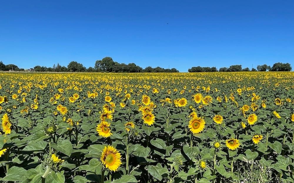FoodTech : financements en chute libre, comment résiste la Nouvelle-Aquitaine
