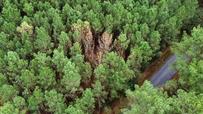 Nématode du pin dans les Landes