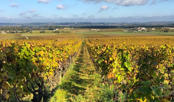 Vignoble Bordeaux @Aqui.Media
