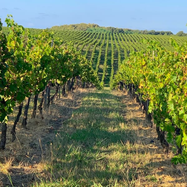 Arrachage de vignes : le plan à 130 M€ @Aqui.Media