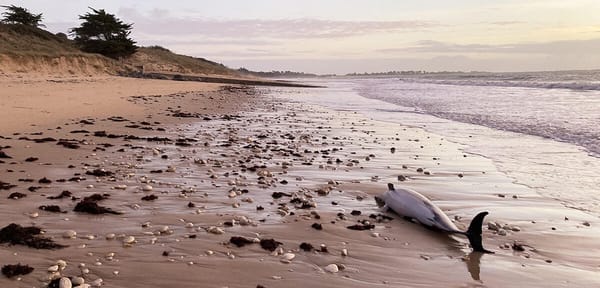 Dauphins et pêche dans le Golfe de Gascogne