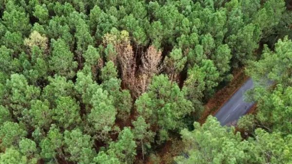 Nématode du pin dans les Landes