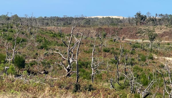 Forêt usagère de La Teste-de-Buch 4 ans après les incendies @Aqui.media