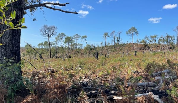 Forêt usagère de La Teste 4 ans après l'incendie de 2022 @Aqui.media